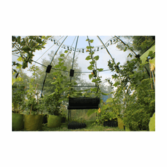 Tierra Garden Large Sunbubble Greenhouse
